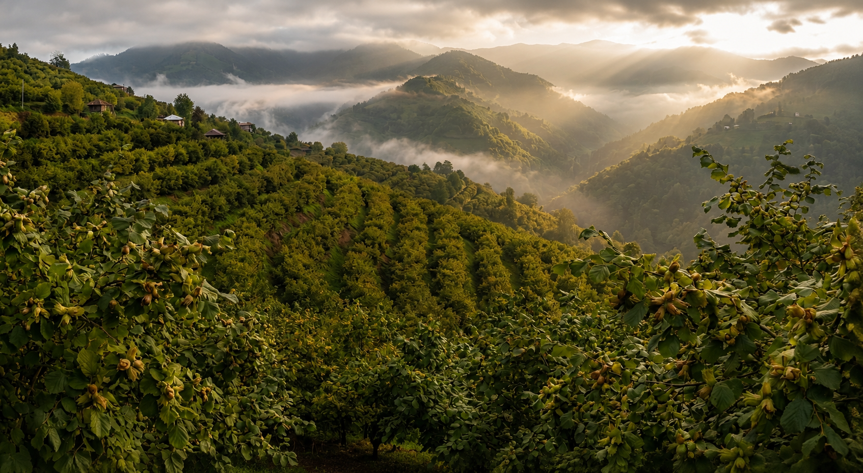 Giresun fındık bahçeleri